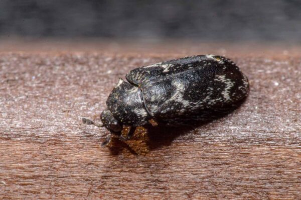 2020-04-05 - RE-Sidenzia auf'm BallKong