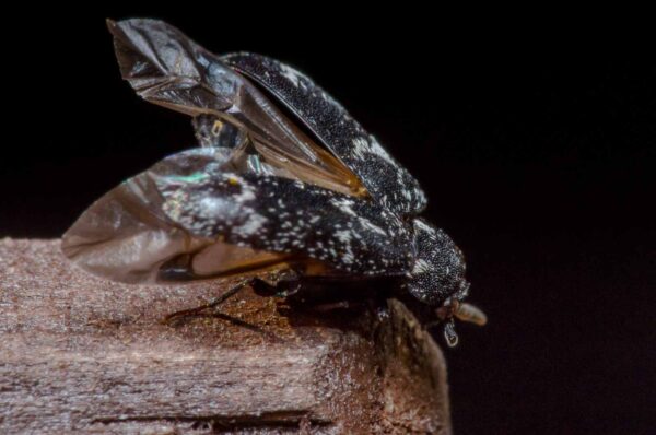 2020-04-05 - RE-Sidenzia auf'm BallKong