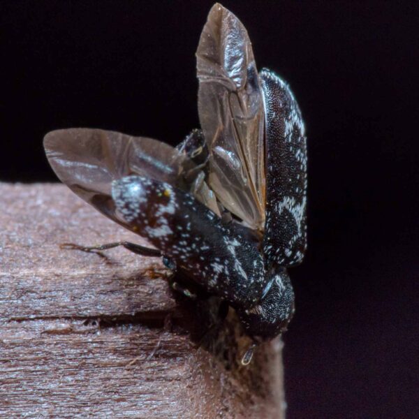 2020-04-05 - RE-Sidenzia auf'm BallKong