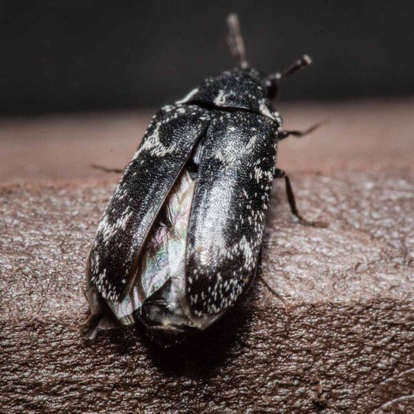 2020-04-05 - RE-Sidenzia auf'm BallKong