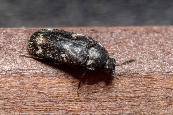 2011-04-23 - Schloss Opherdicke