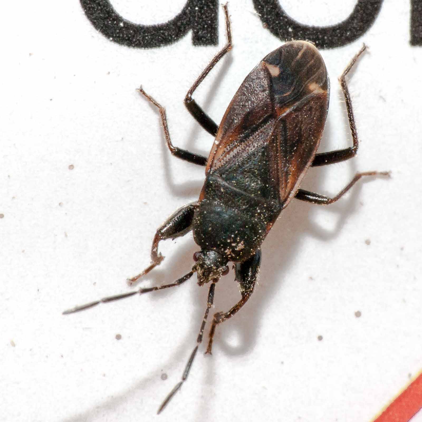°eremocoris fenestratus°
