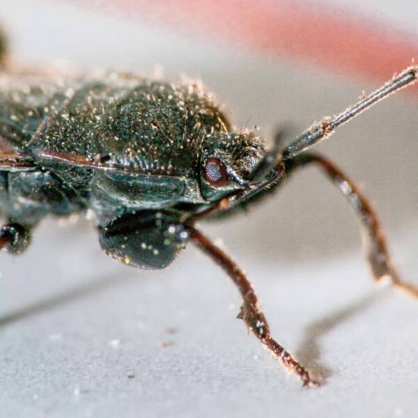 2020-04-09 - RE-Sidenzia auf'm BallKong