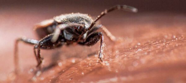 2020-04-09 - RE-Sidenzia auf'm BallKong