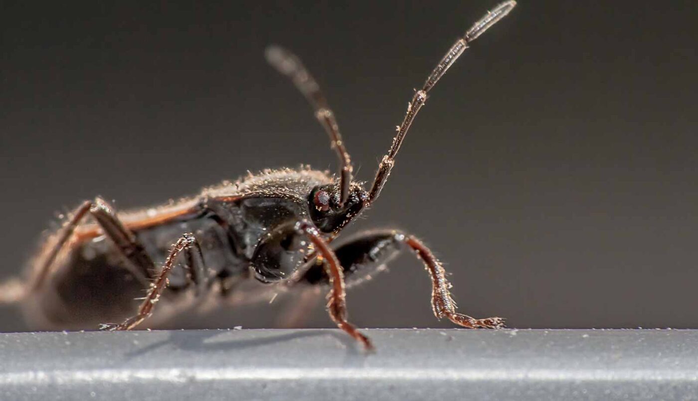 2020-04-09 - RE-Sidenzia auf'm BallKong