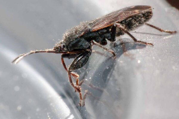 2020-04-09 - RE-Sidenzia auf'm BallKong