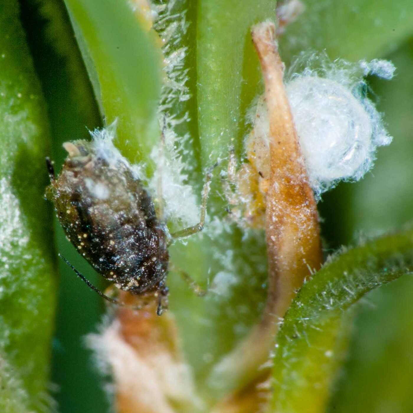 2020-04-12 - RE-Sidenzia auf'm BallKong