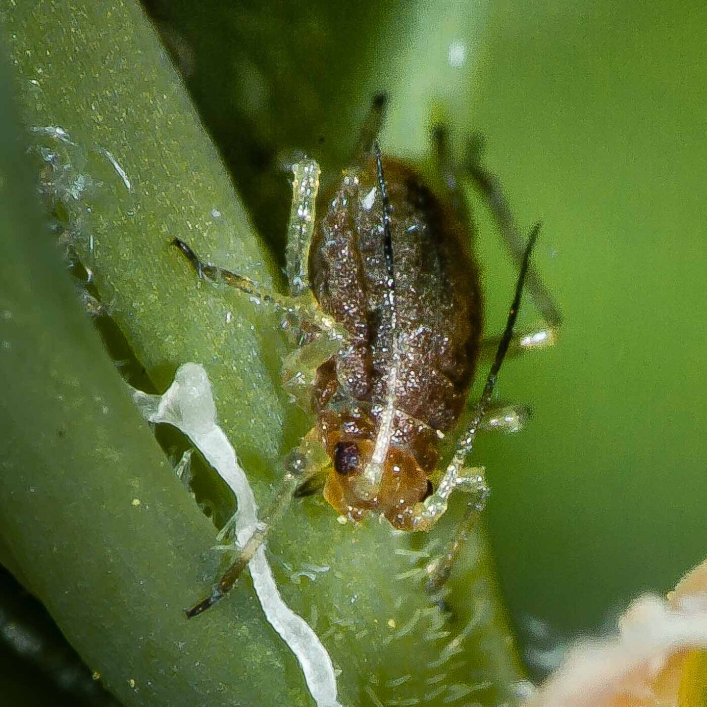 2020-04-12 - RE-Sidenzia auf'm BallKong