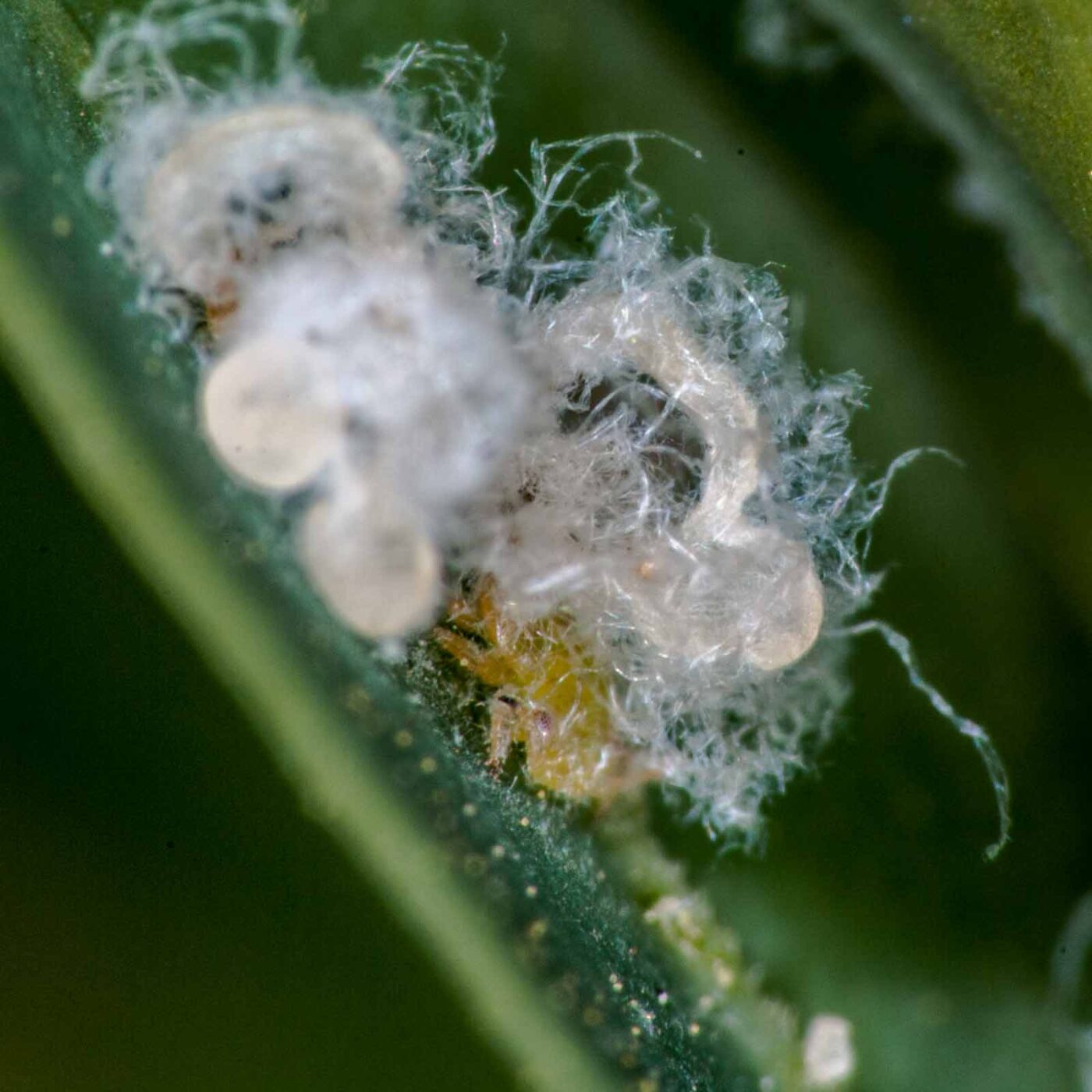 2020-04-12 - RE-Sidenzia auf'm BallKong