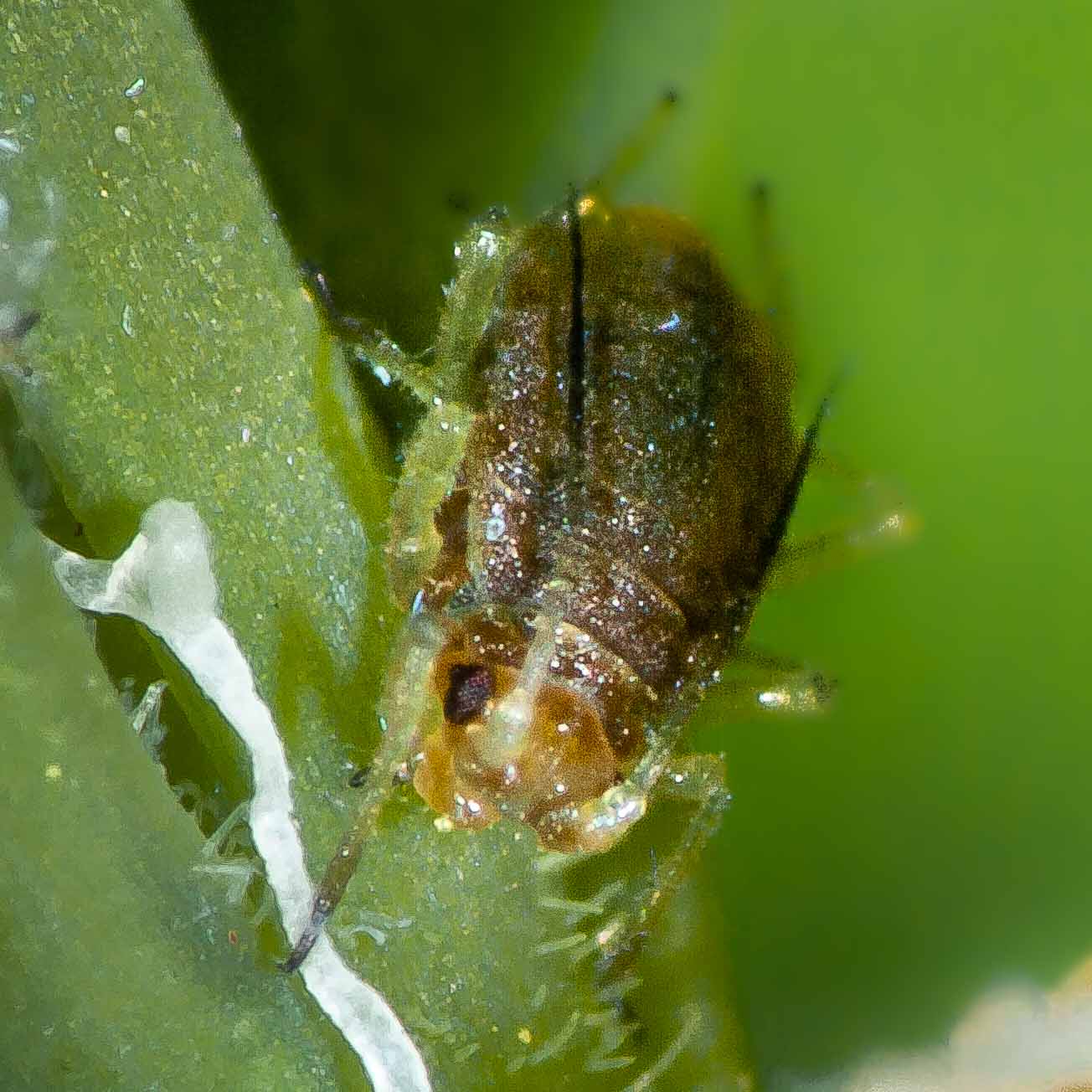 2020-04-12 - RE-Sidenzia auf'm BallKong