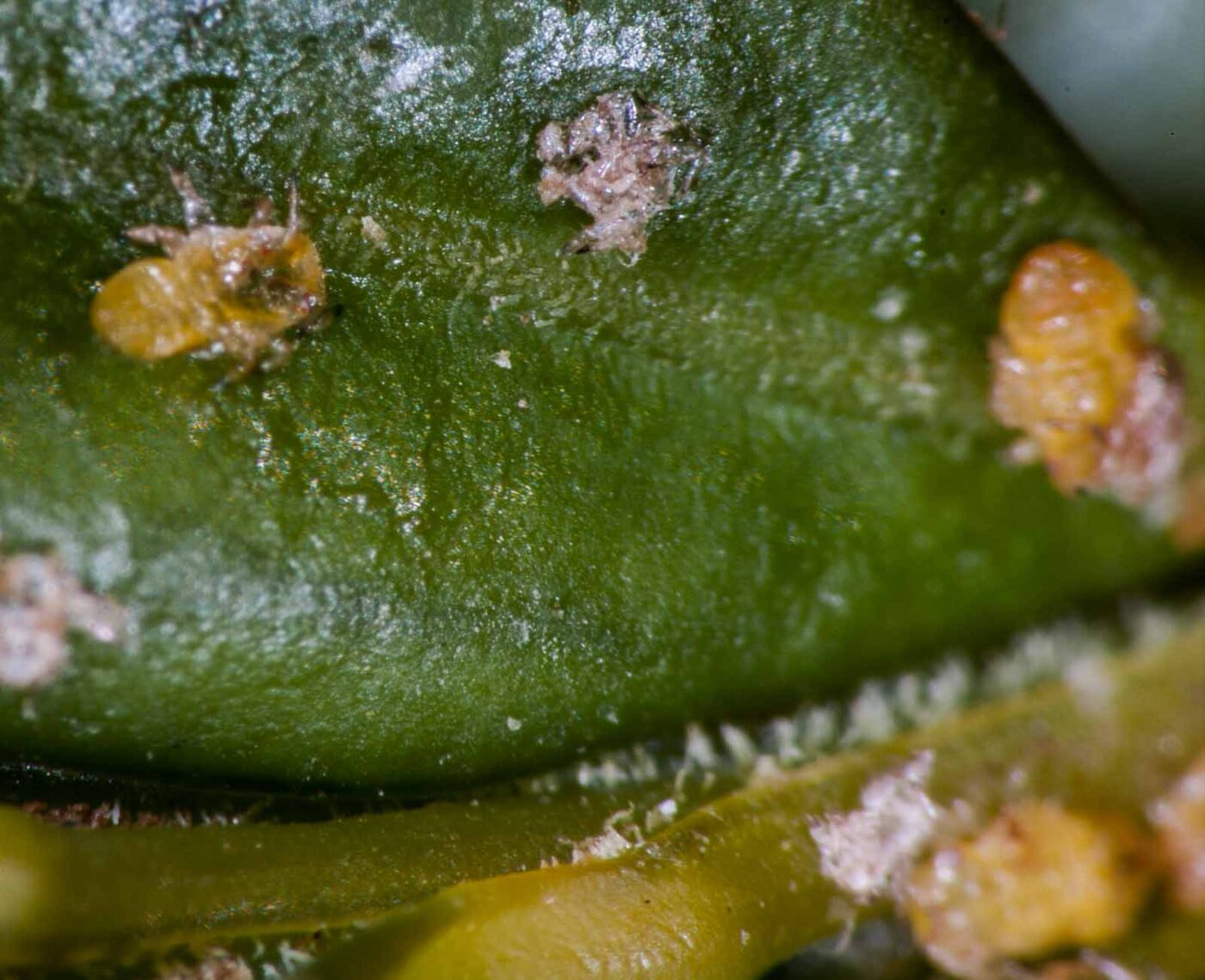 2020-04-13 - RE-Sidenzia auf'm BallKong