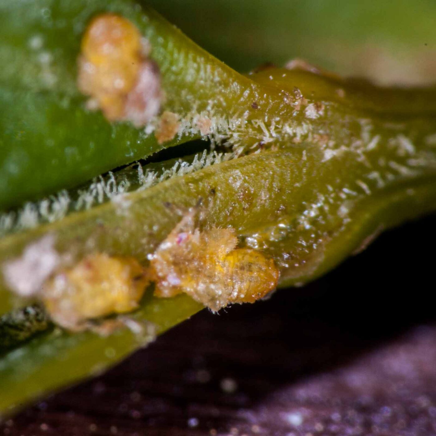 2020-04-13 - RE-Sidenzia auf'm BallKong