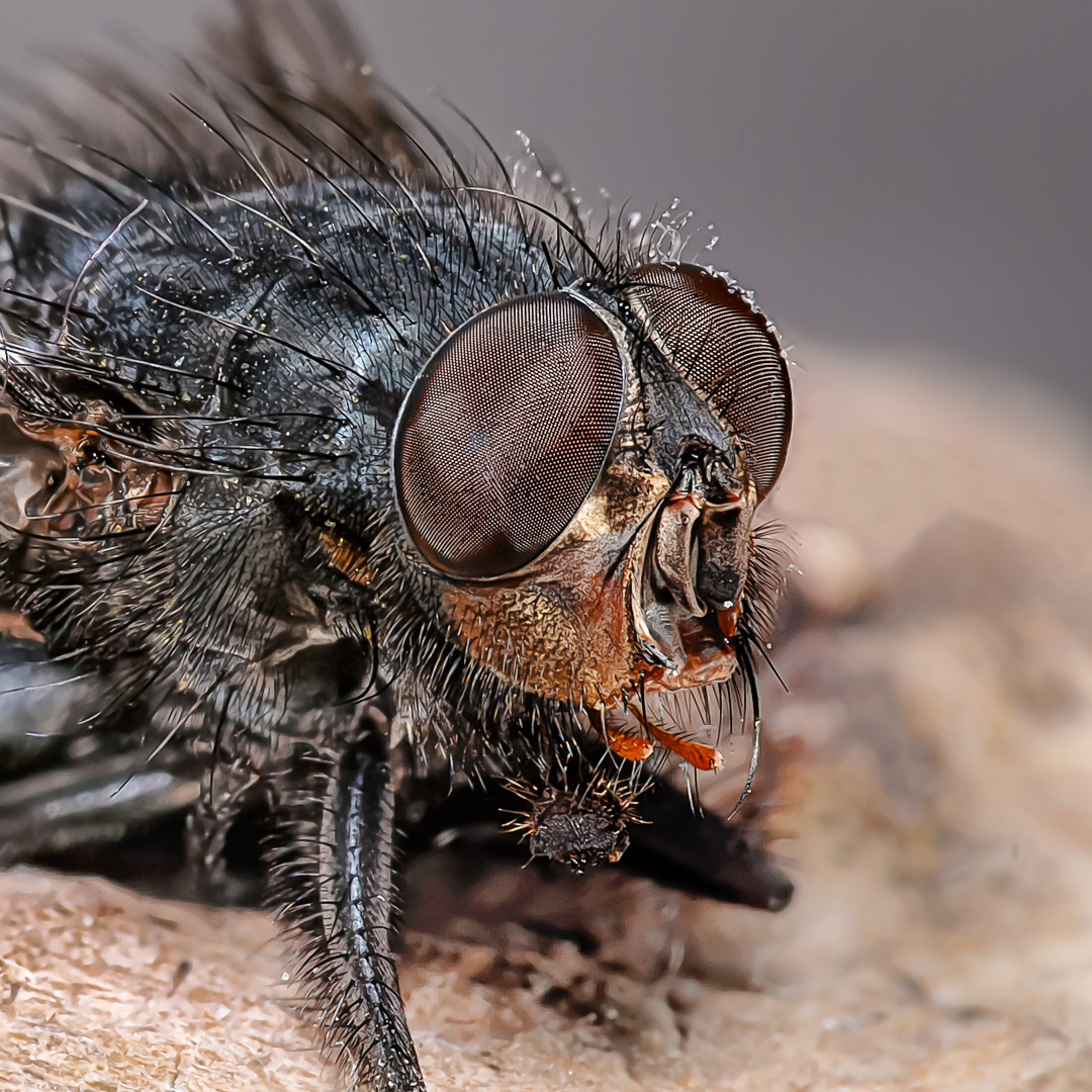 2020-04-15 - Residenzia - HolyHalla - Asiatischer Gleditschien-Samenkäfer