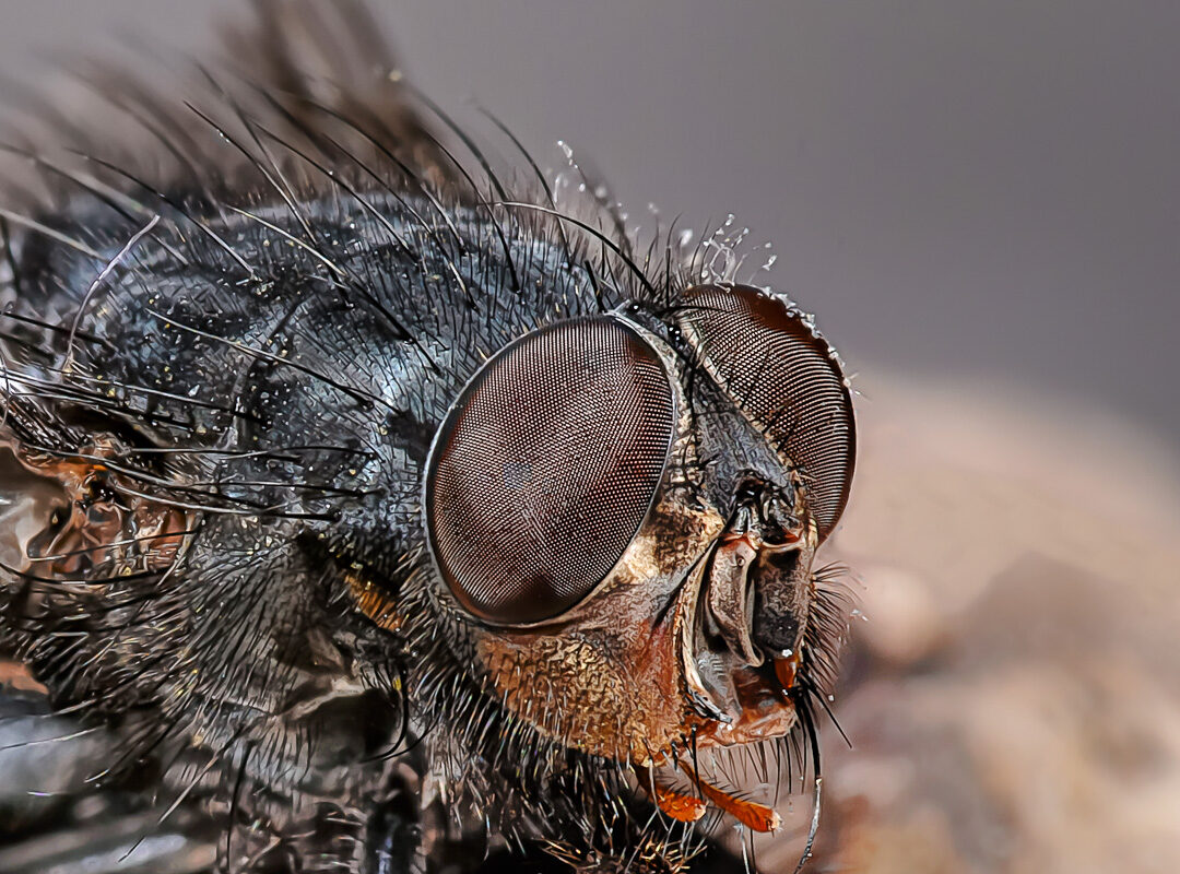 2020-04-15 – Residenzia – HolyHalla – Fliege – FocusStack