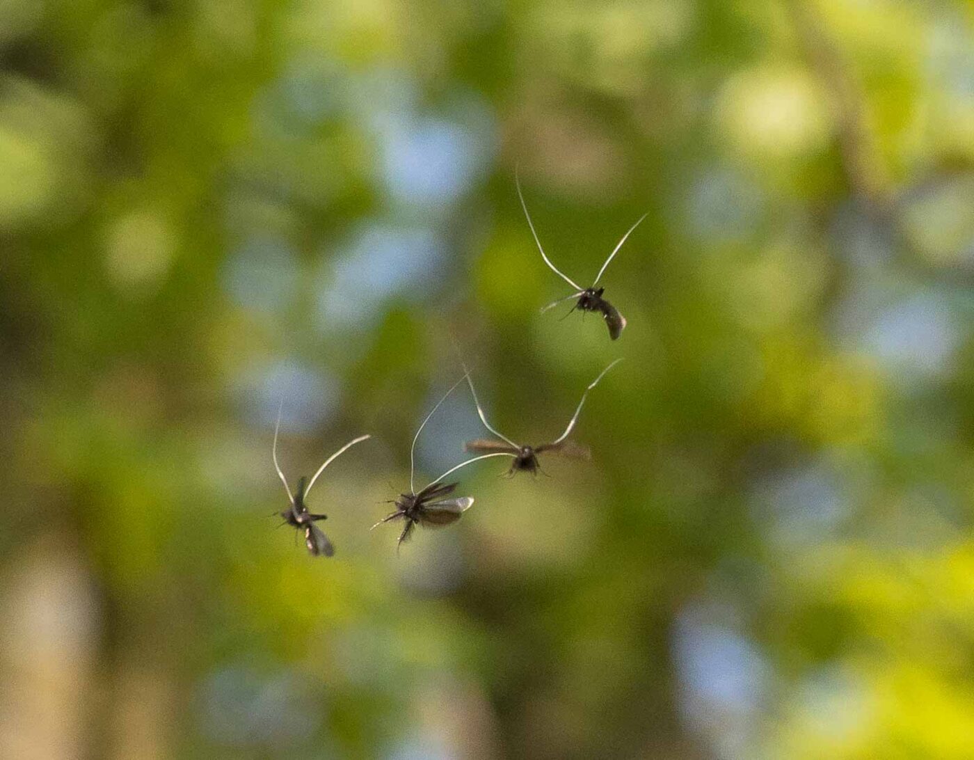 2020-04-17 - NSG Resser Wald und Emscherbruch