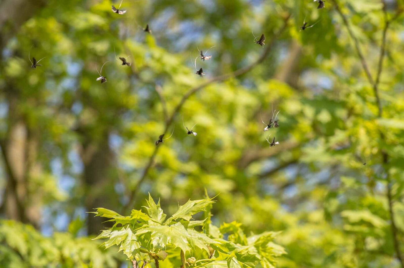 2020-04-17 - NSG Resser Wald und Emscherbruch