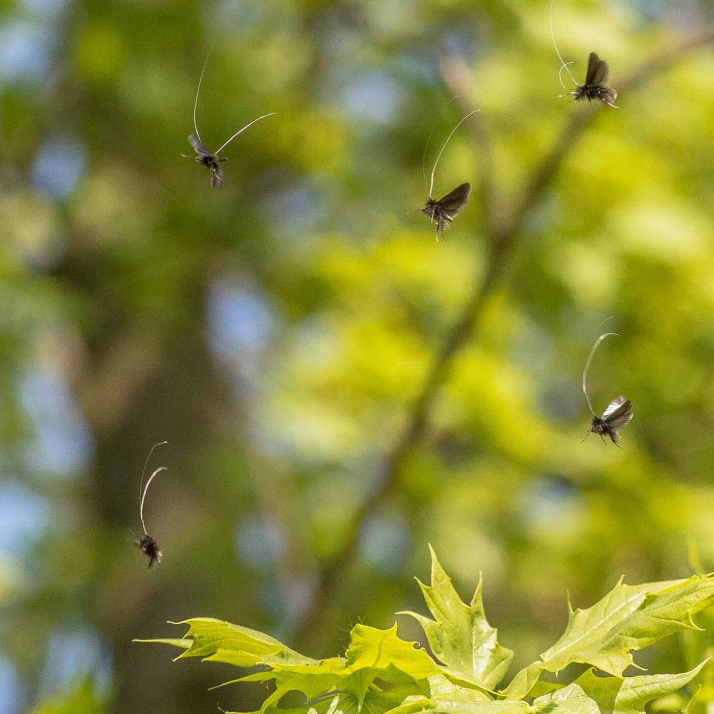 2020-04-17 - NSG Resser Wald und Emscherbruch