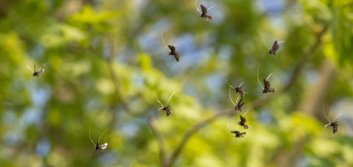 2020-04-17 - NSG Resser Wald und Emscherbruch