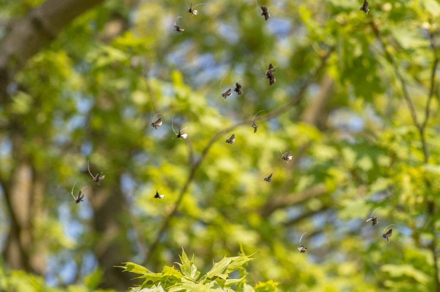 2020-04-17 - NSG Resser Wald und Emscherbruch