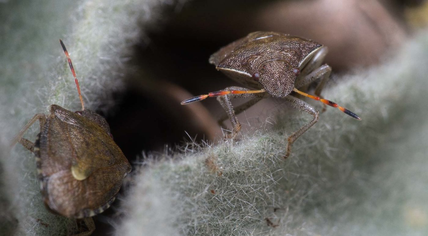 2020-04-17 - NSG Resser Wald und Emscherbruch