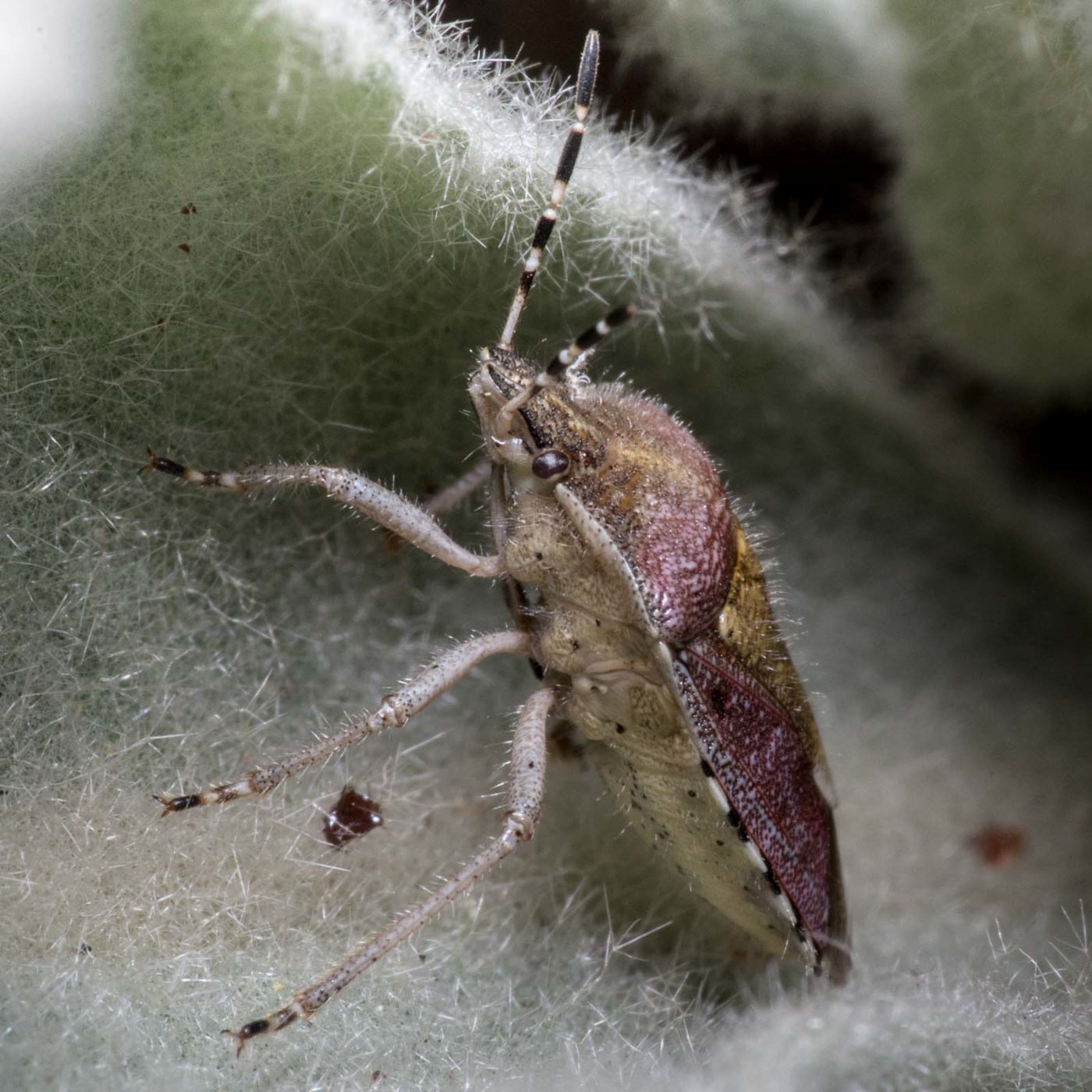 2020-04-17 - NSG Resser Wald und Emscherbruch