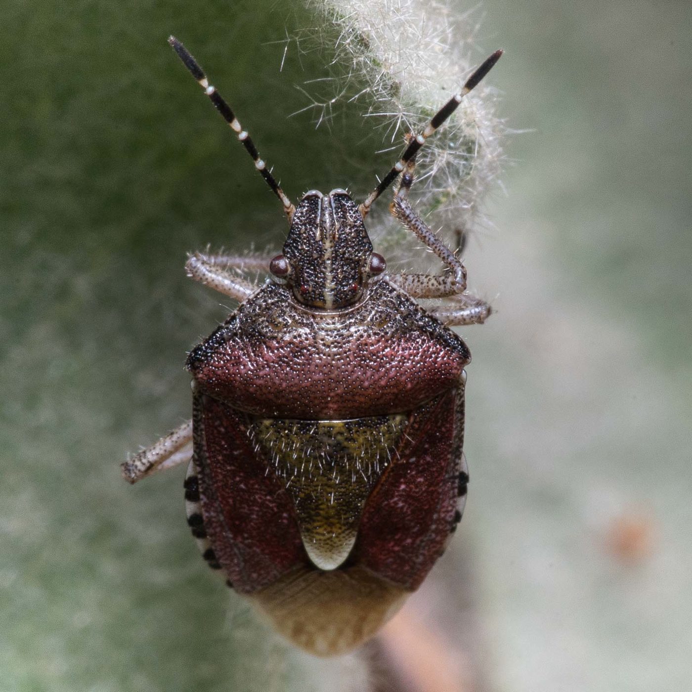 2020-04-17 - NSG Resser Wald und Emscherbruch