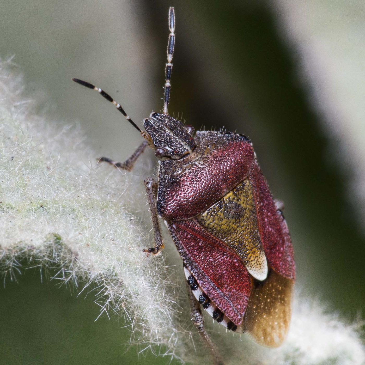 2020-04-17 - NSG Resser Wald und Emscherbruch