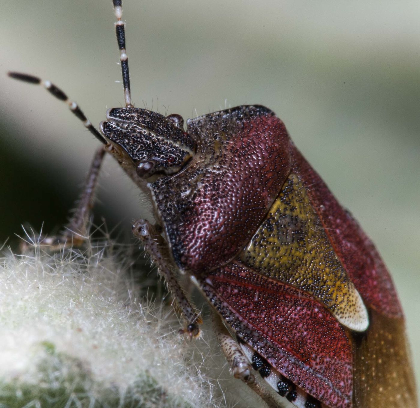 2020-04-17 - NSG Resser Wald und Emscherbruch