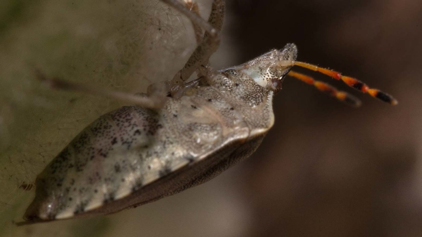 2020-04-17 - NSG Resser Wald und Emscherbruch