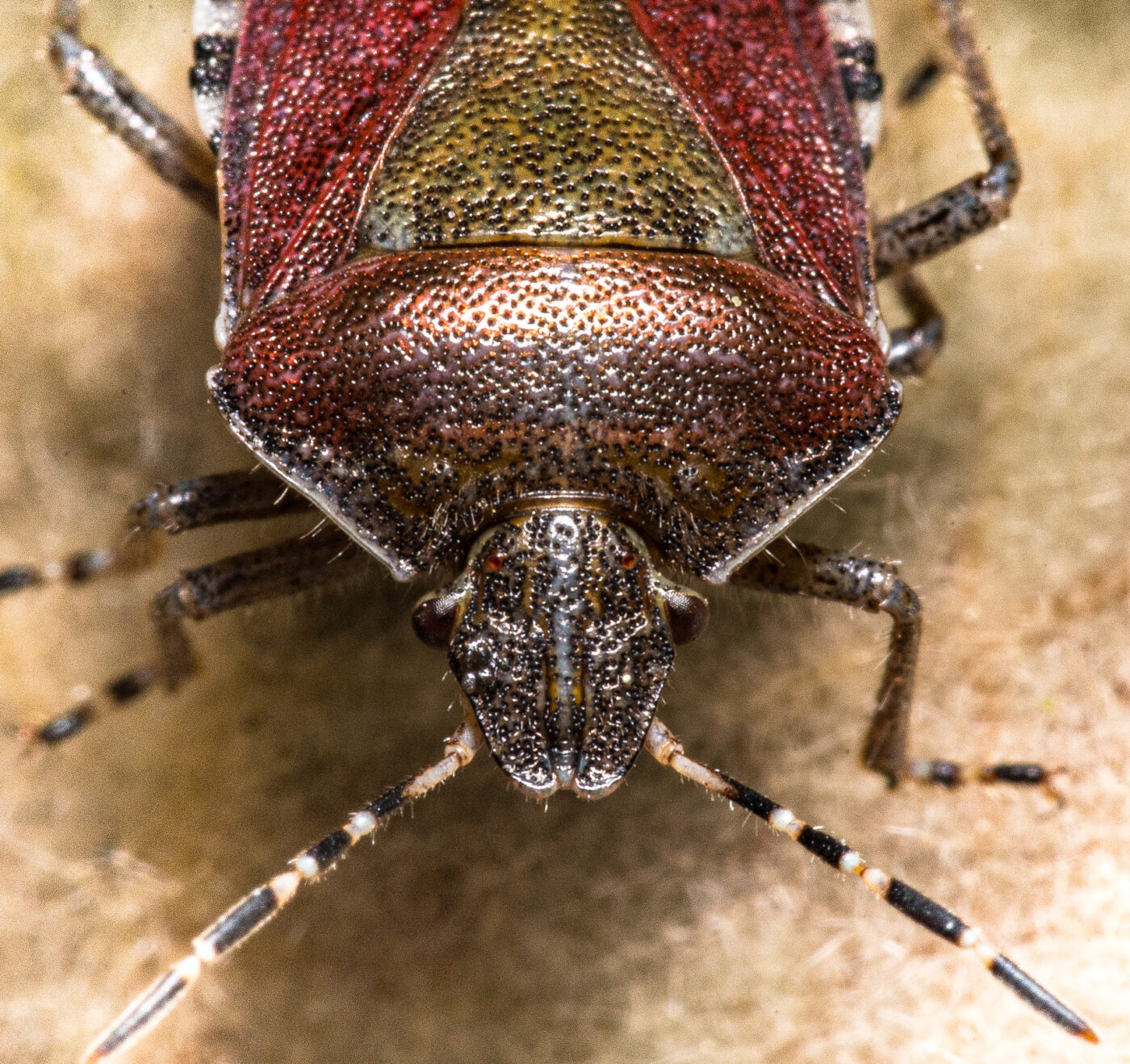 2020-04-17 - NSG Resser Wald und Emscherbruch