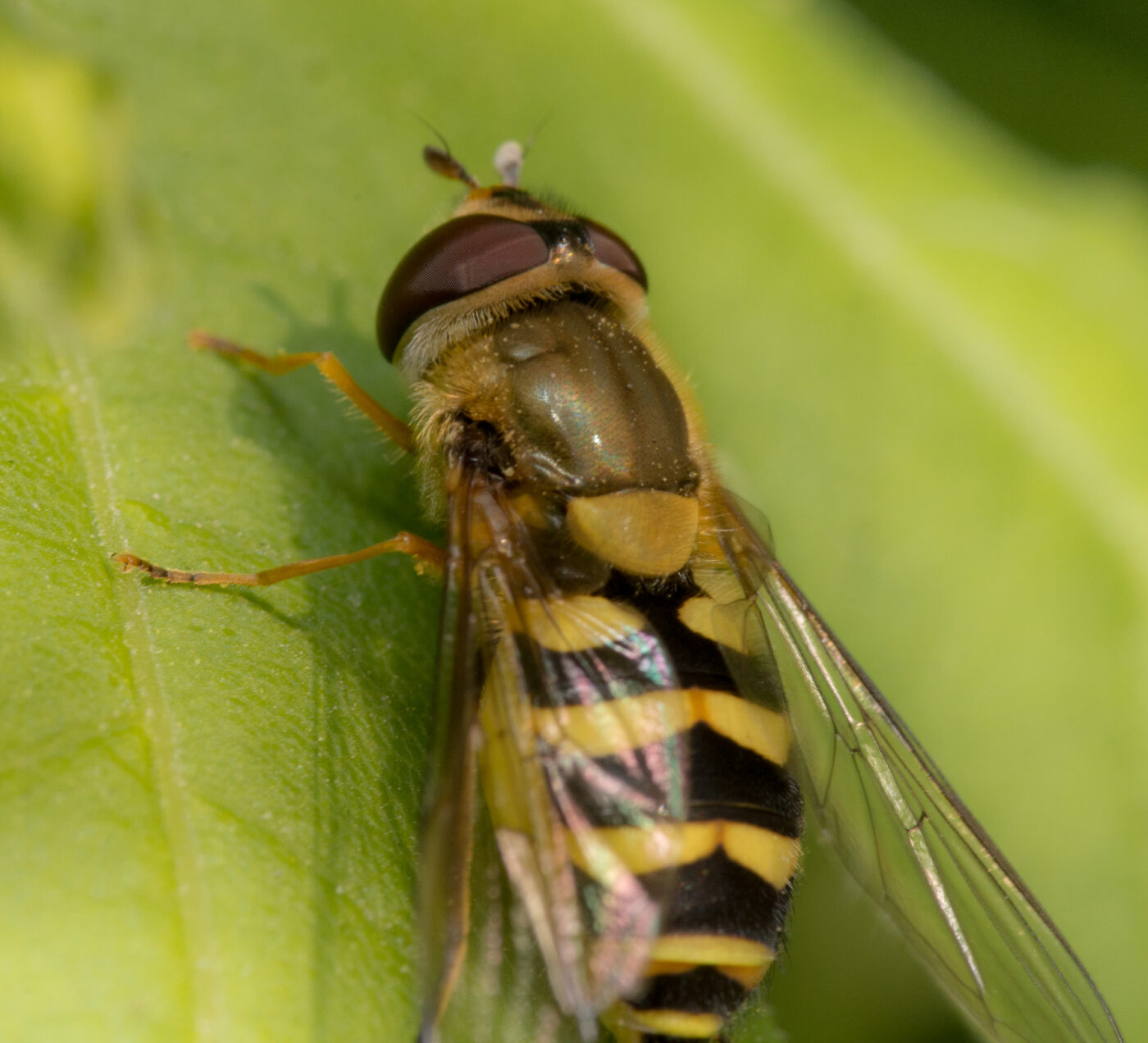2020-04-17 - NSG Resser Wald und Emscherbruch