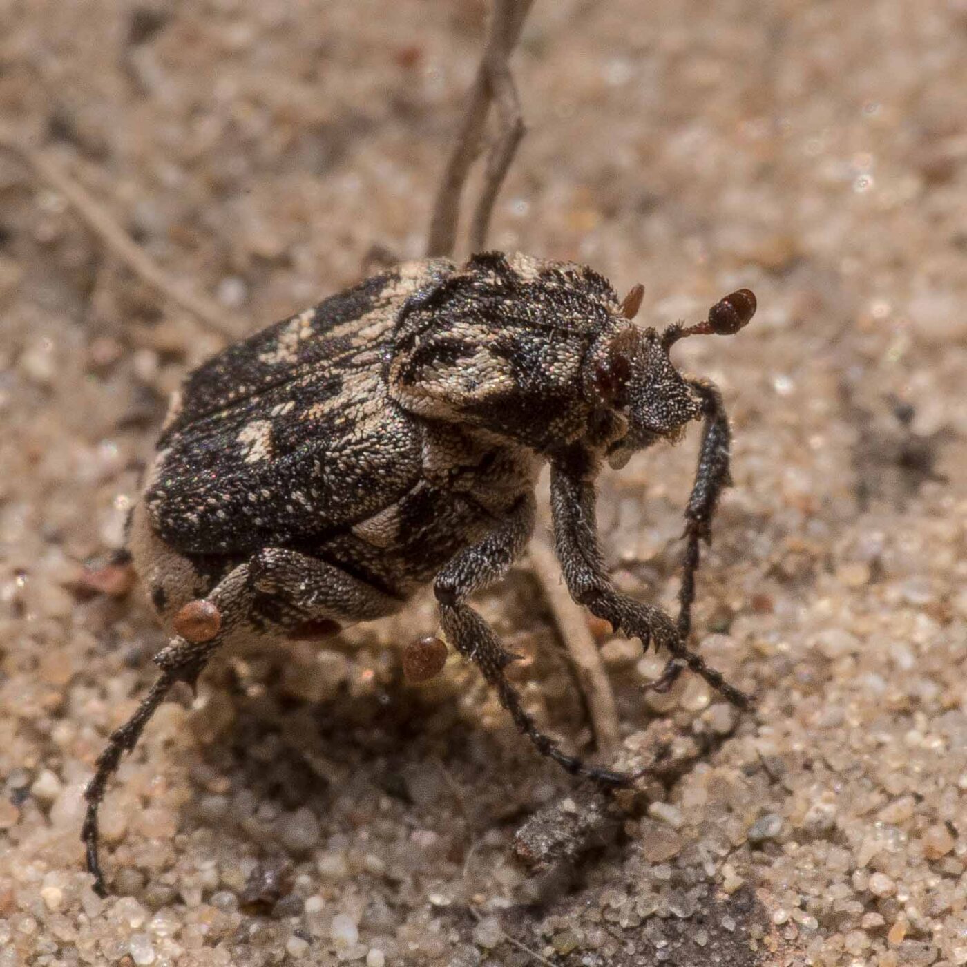 2020-04-17 - NSG Resser Wald und Emscherbruch