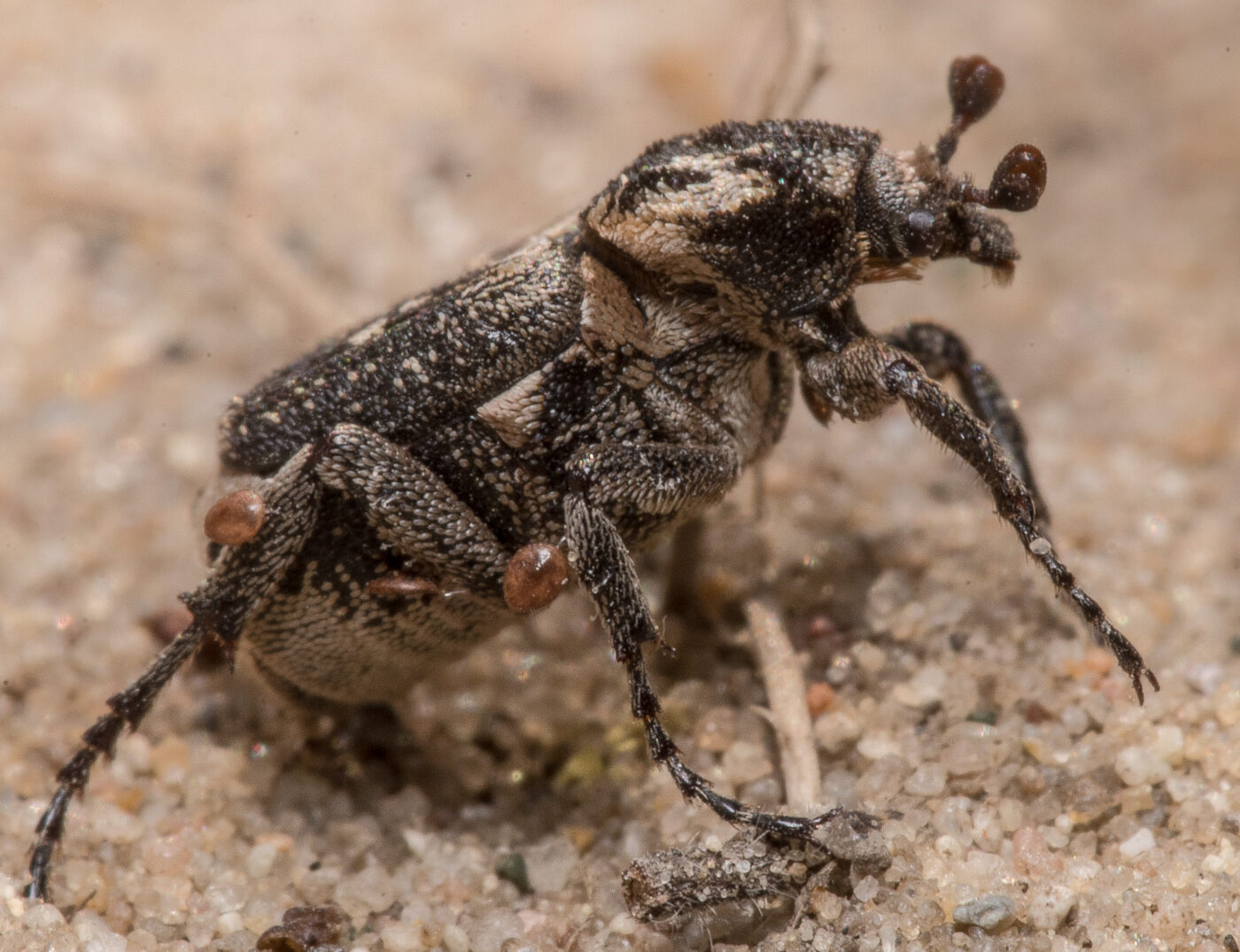 2020-04-17 - NSG Resser Wald und Emscherbruch