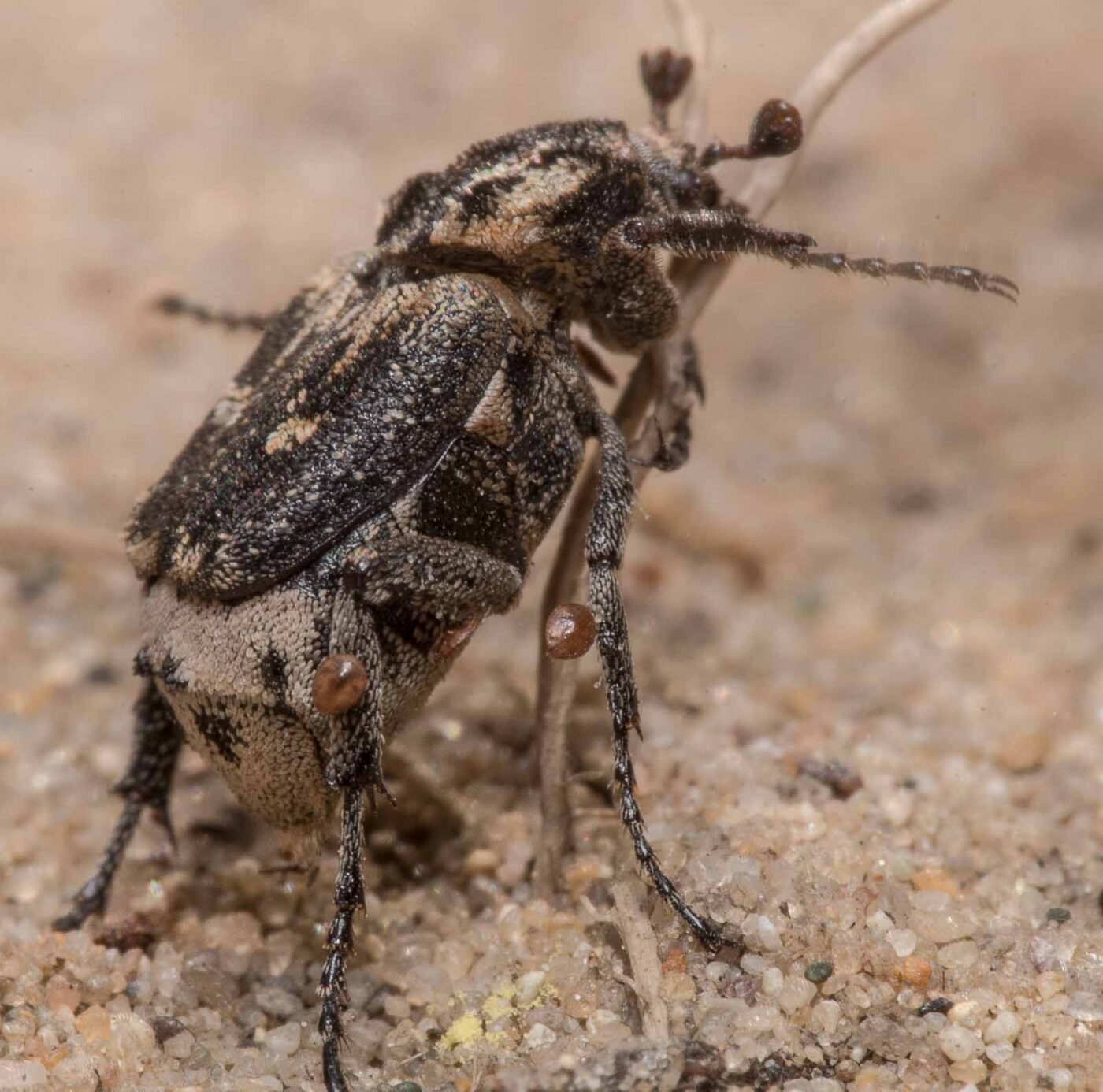 2020-04-17 - NSG Resser Wald und Emscherbruch