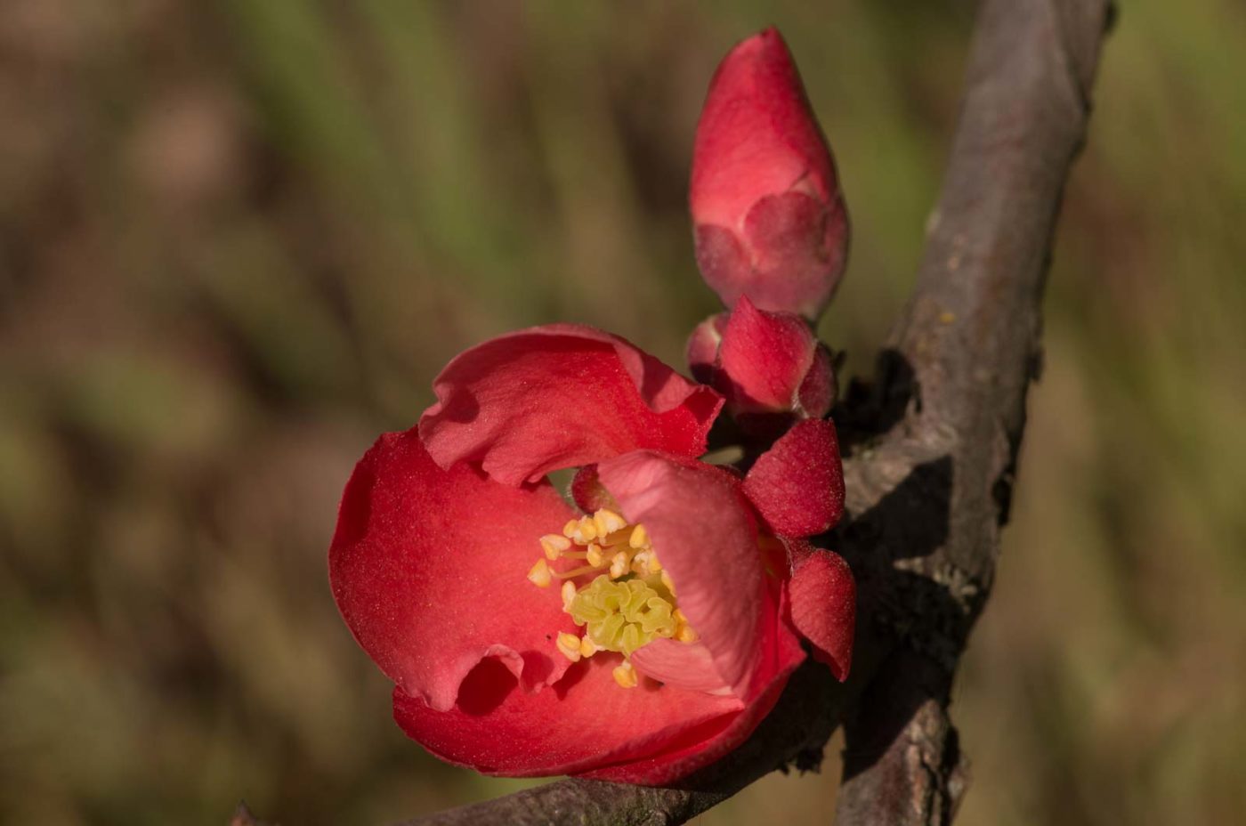 2020-04-17 - NSG Resser Wald und Emscherbruch