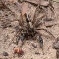 2020-04-17 - NSG Resser Wald und Emscherbruch