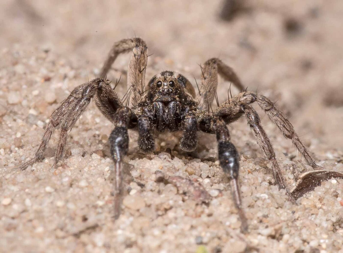 2020-04-17 - NSG Resser Wald und Emscherbruch