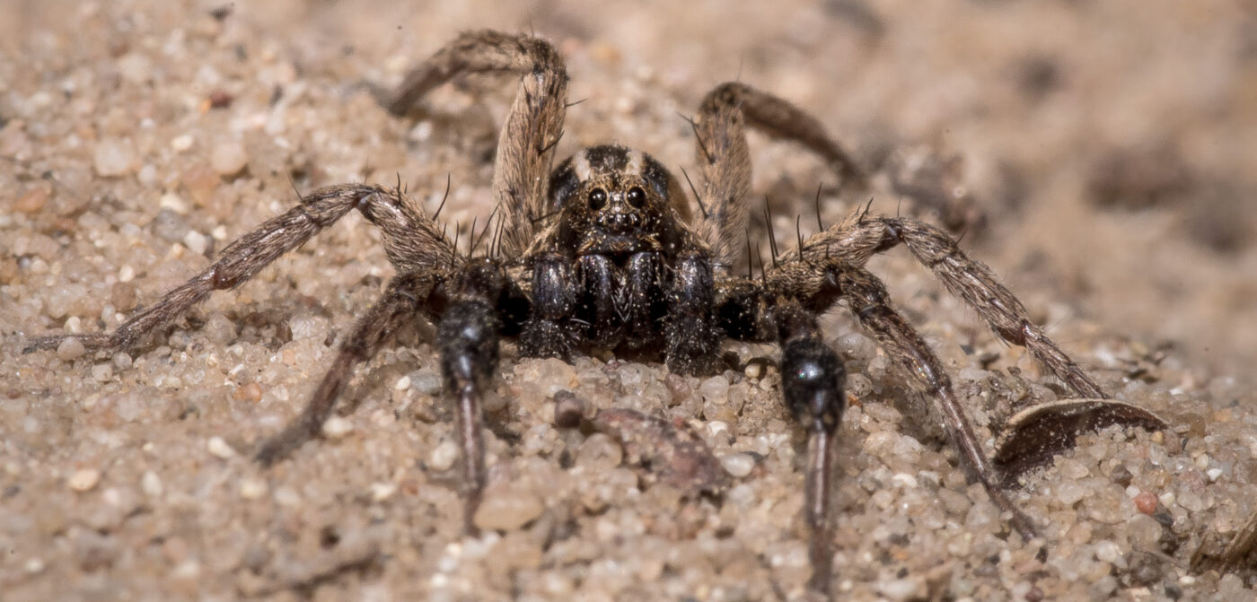 2020-04-17 - NSG Resser Wald und Emscherbruch
