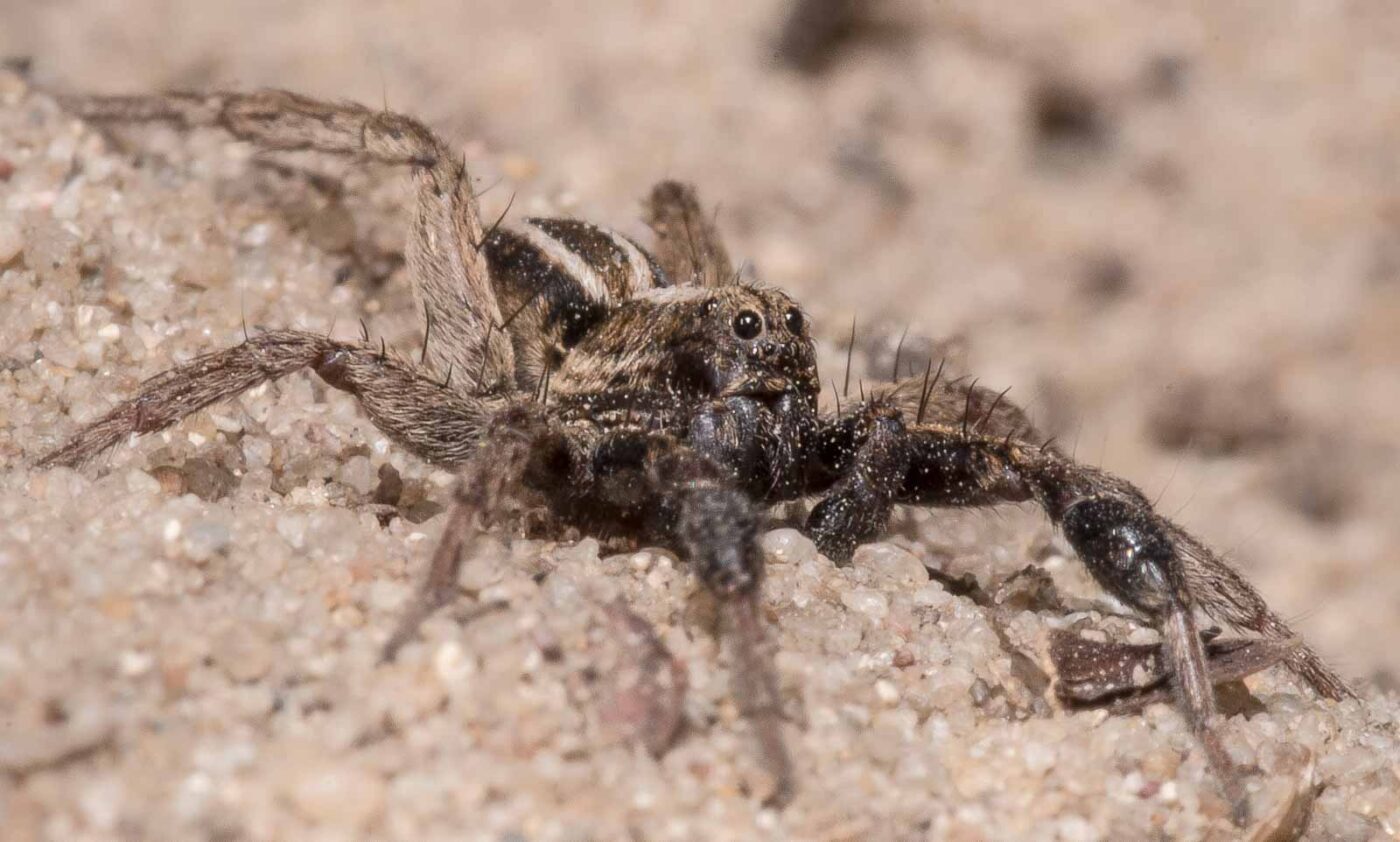 2020-04-17 - NSG Resser Wald und Emscherbruch