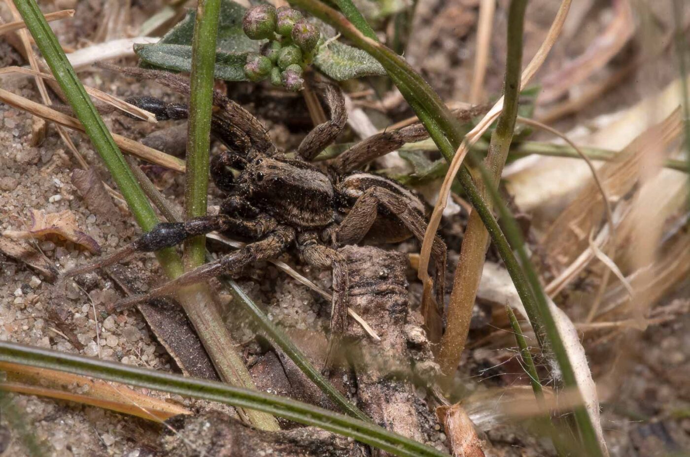 2020-04-17 - NSG Resser Wald und Emscherbruch