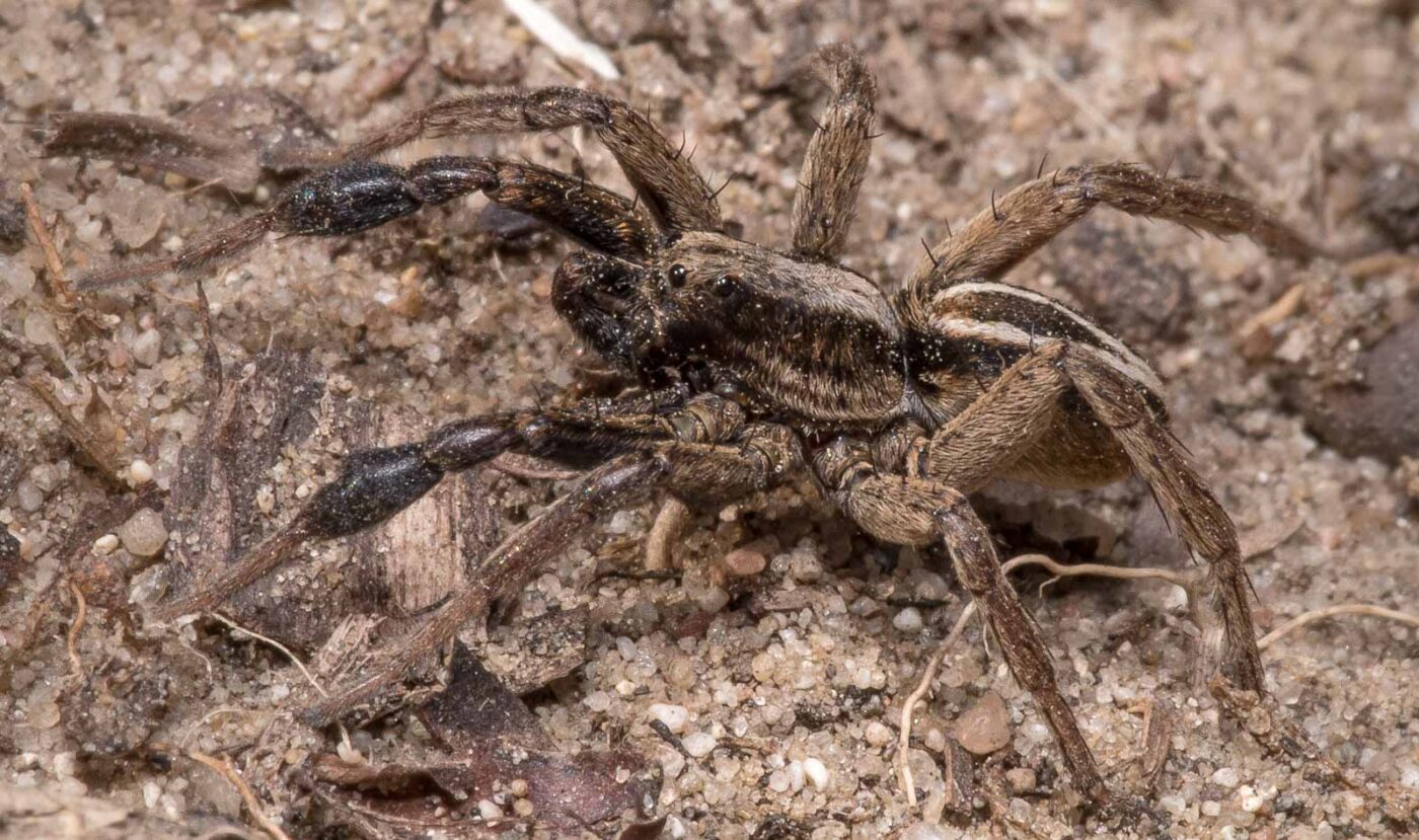 2020-04-17 - NSG Resser Wald und Emscherbruch