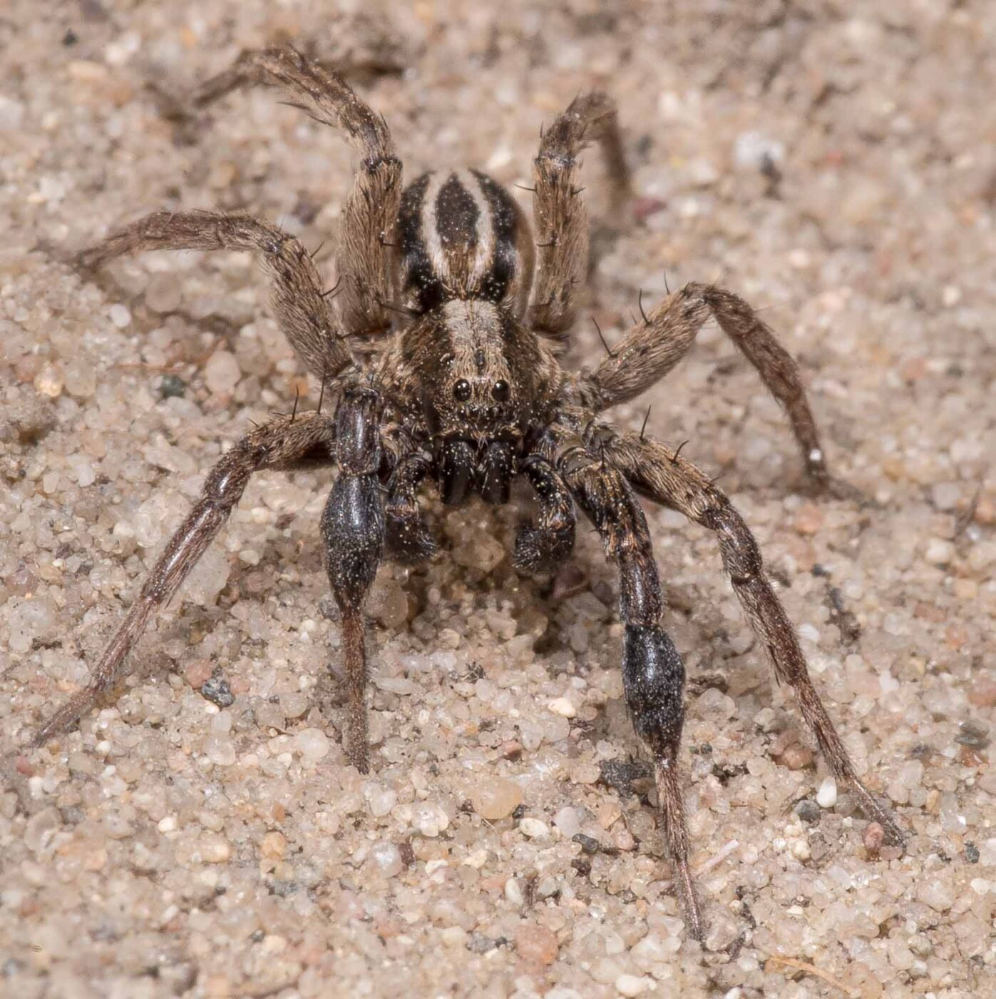 2020-04-17 - NSG Resser Wald und Emscherbruch