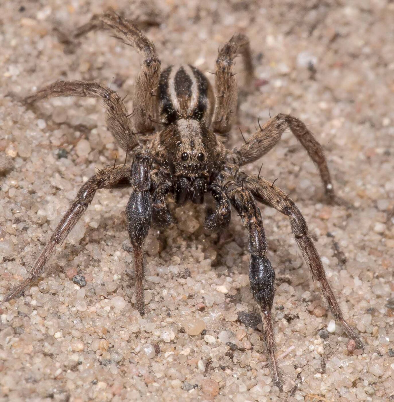 2020-04-17 - NSG Resser Wald und Emscherbruch