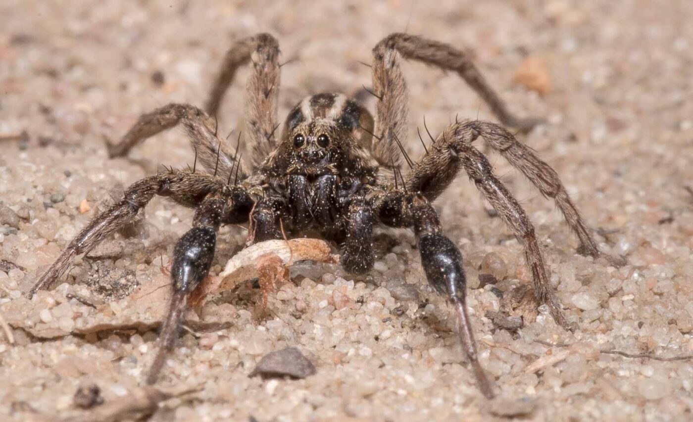 2020-04-17 - NSG Resser Wald und Emscherbruch