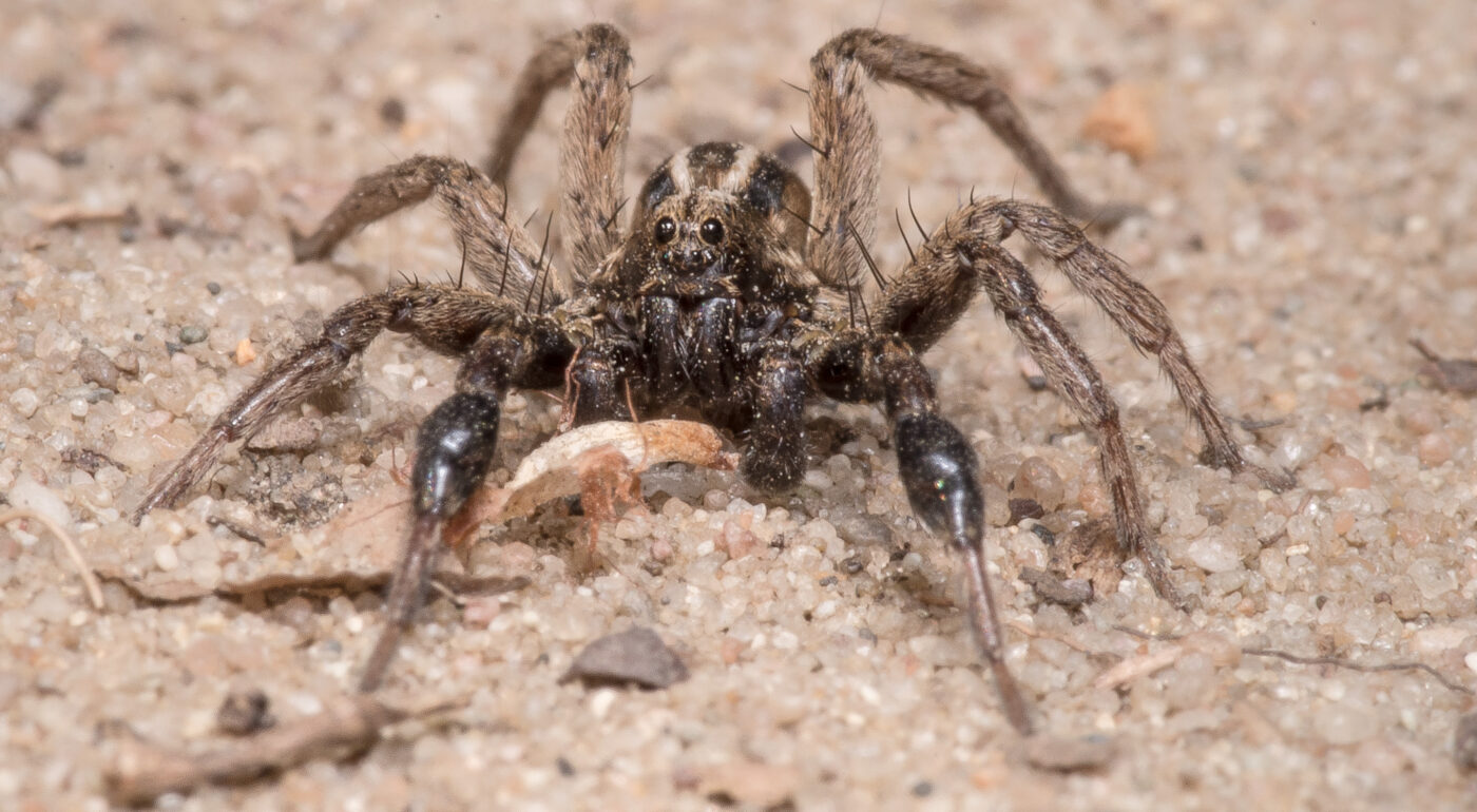 2020-04-17 - NSG Resser Wald und Emscherbruch