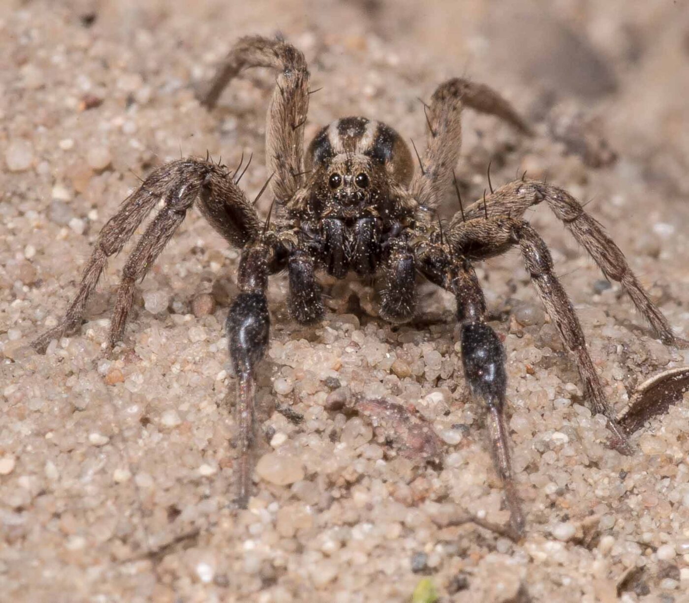 2020-04-17 - NSG Resser Wald und Emscherbruch