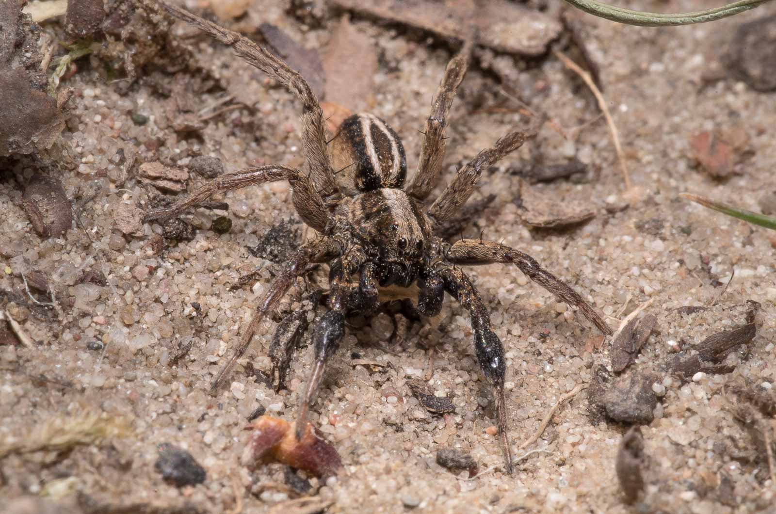 °dickfußpantherspinne°