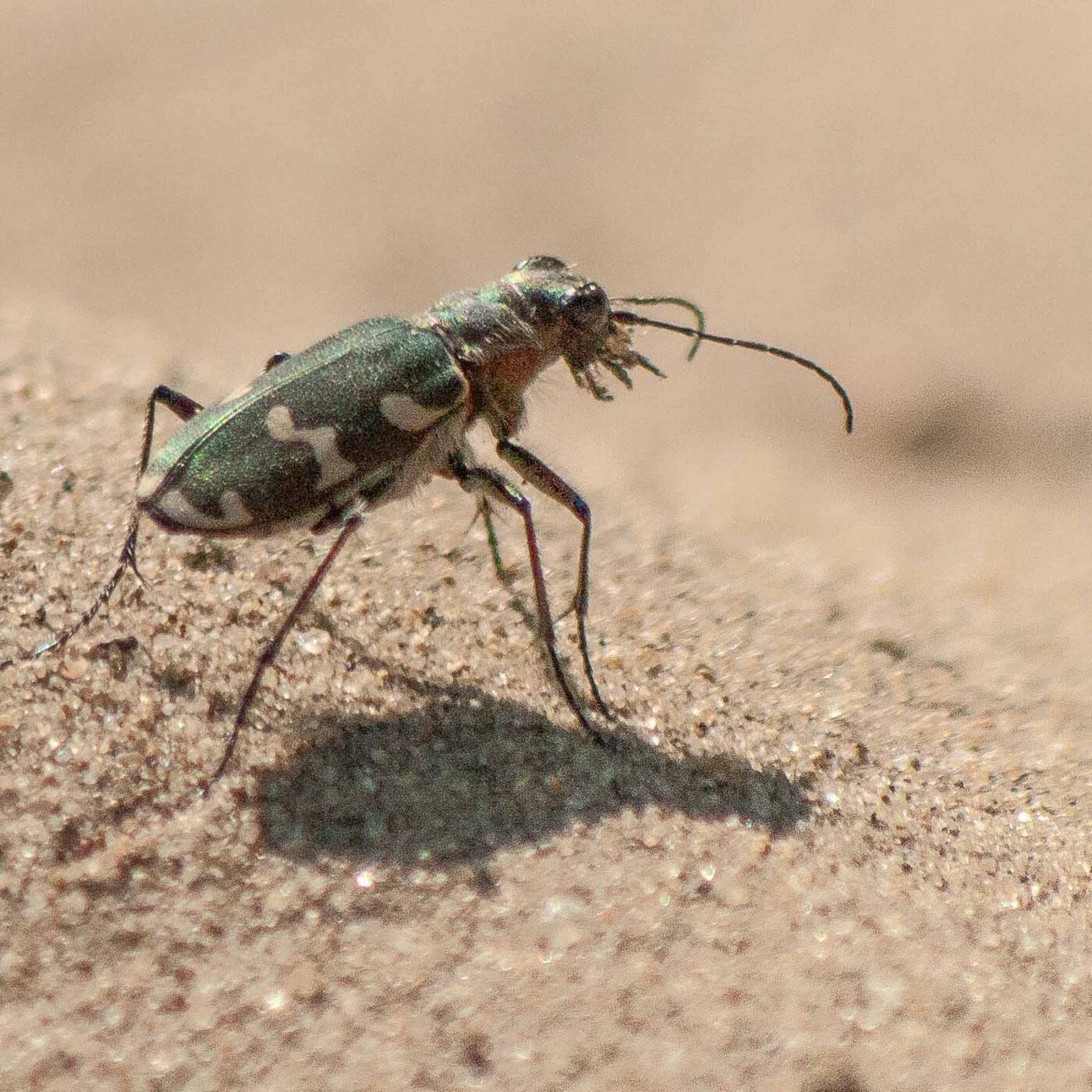 2020-04-17 - NSG Resser Wald und Emscherbruch