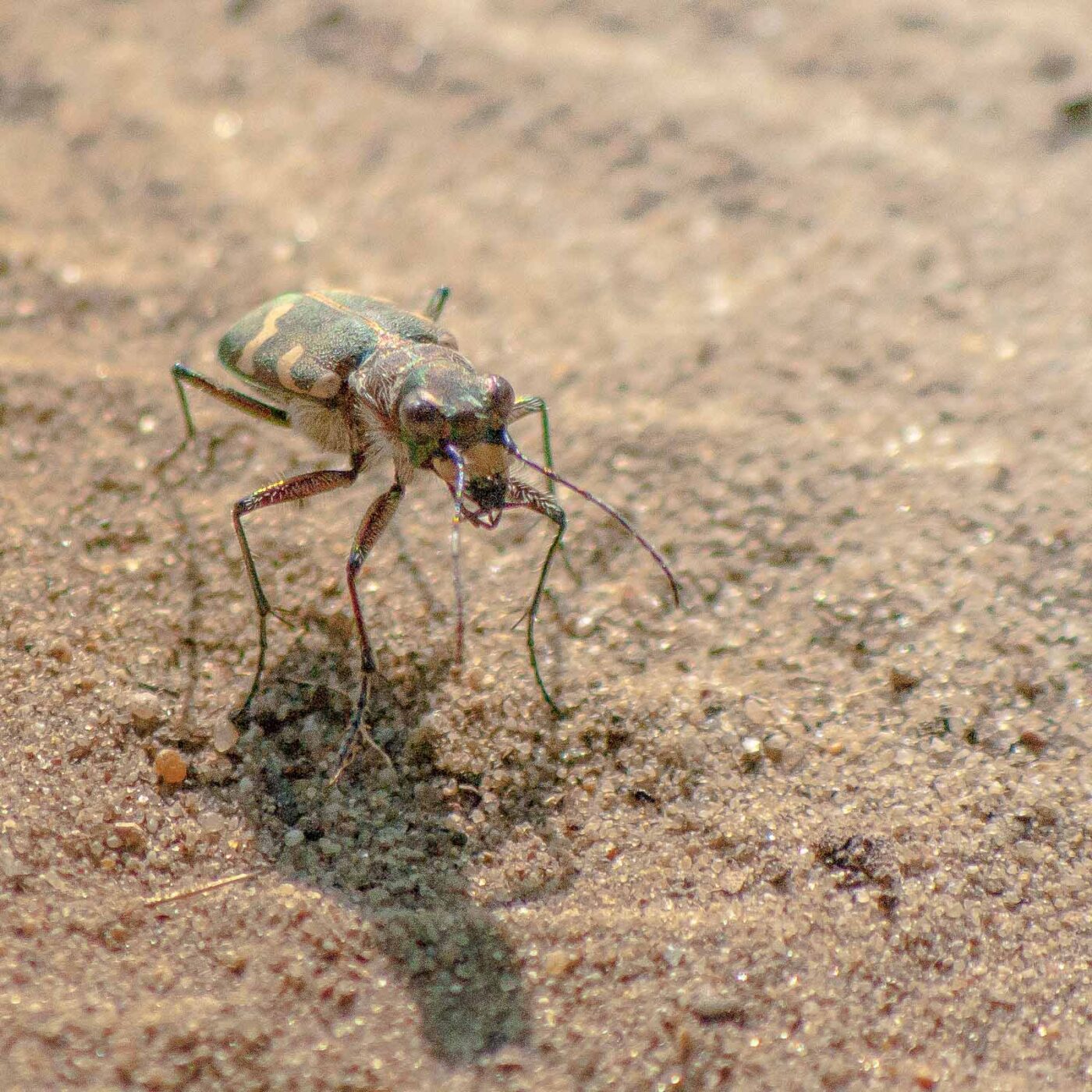 2020-04-17 - NSG Resser Wald und Emscherbruch