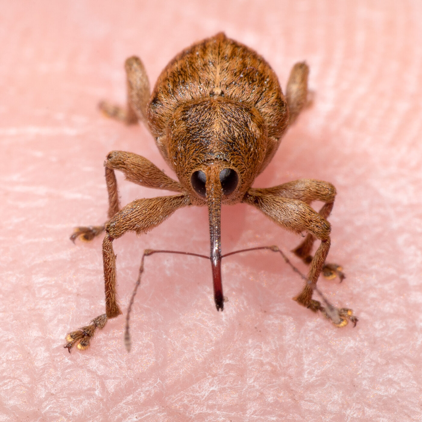 2020-04-17 - NSG Resser Wald und Emscherbruch